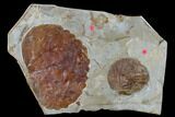 Two Fossil Leaves (Zizyphoides And Davidia) - Montana #115252-1